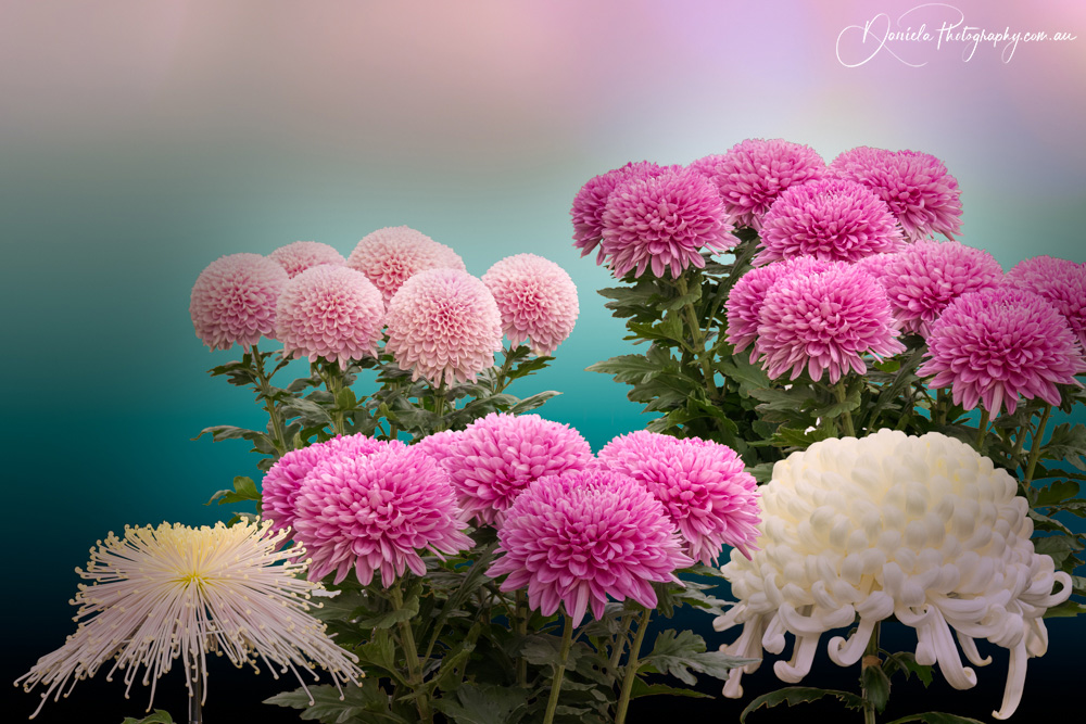 Chrysanthemums Pink and White at the Japanese Autumn Festival in Tokyo